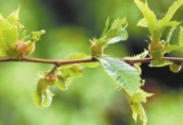 Presencia de avispilla en Francia