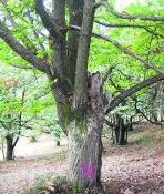 La Escuela de Forestales desarrolla proyectos piloto para aprovechar el castaño en la región